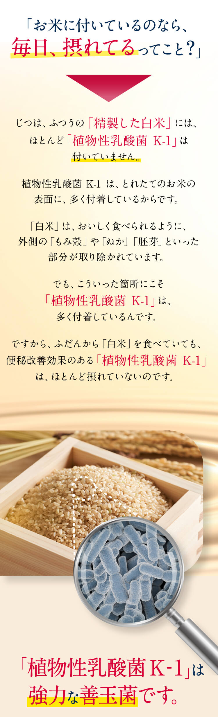 「お米に付いているのなら、毎日、摂れてるってこと?」じつは、ふつうの「精製した白米」 には、ほとんど 「植物性乳酸菌 K-1」 は付いていません｡植物性乳酸菌 K-1 は、 とれたてのお米の表面に、多く付着しているからです。「白米」 は、 おいしく食べられるように、外側の「もみ殻」や 「ぬか」 「胚芽」といった部分が取り除かれています。でも、こういった箇所にこそ「植物性乳酸菌 K-1」 は、多く付着しているんです。ですから、ふだんから 「白米」 を食べていても、便秘改善効果のある「植物性乳酸菌 K-1」は、ほとんど摂れていないのです。「植物性乳酸菌 K-1」は強力な善玉菌です。