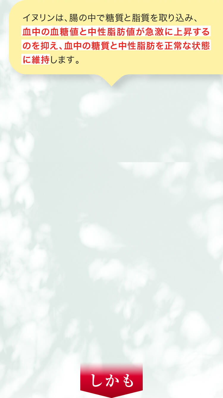 イヌリンは、腸の中で糖質と脂質を取り込み、血中の血糖値と中性脂肪値が急激に上昇するのを抑え、血中の糖質と中性脂肪を正常な状態に維持します。
